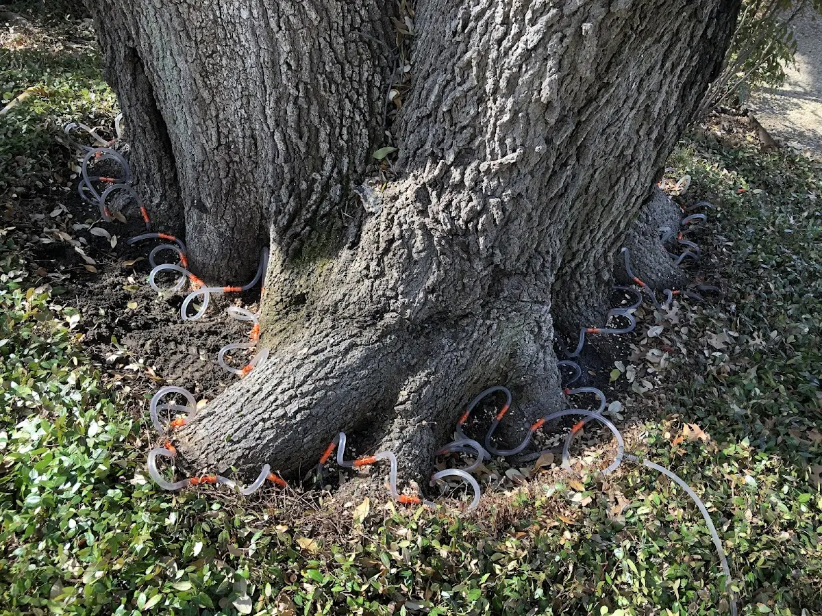 Detailed Shrub and Hedge Trimming job site in Evergreen