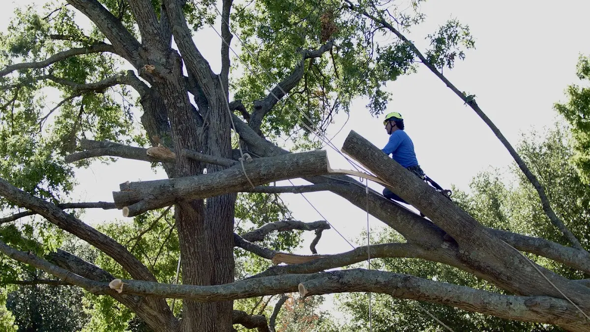 Professional Crown Thinning performed by certified arborists in Evergreen