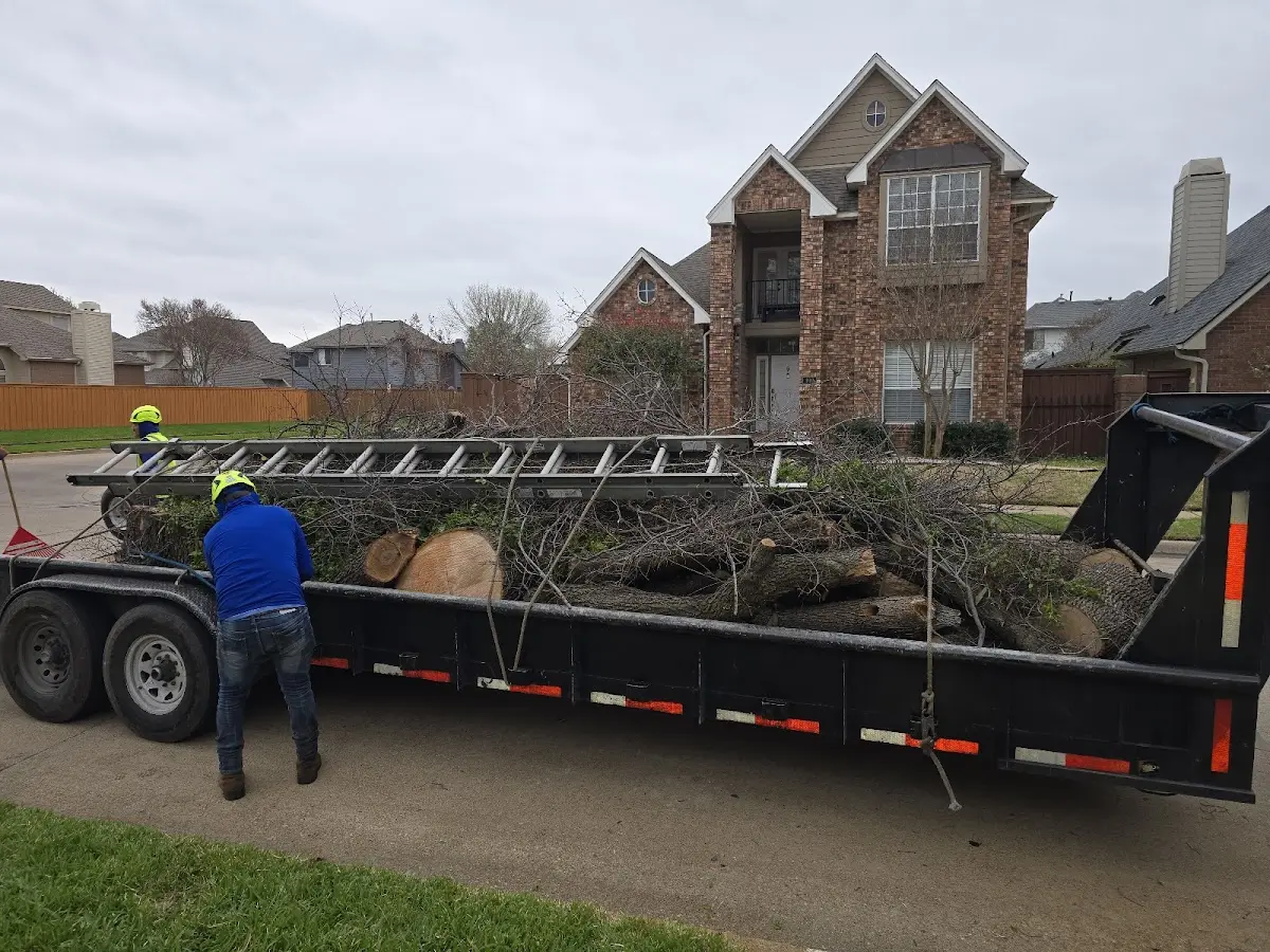 Expert Tree Pest Control with proper safety equipment in Evergreen